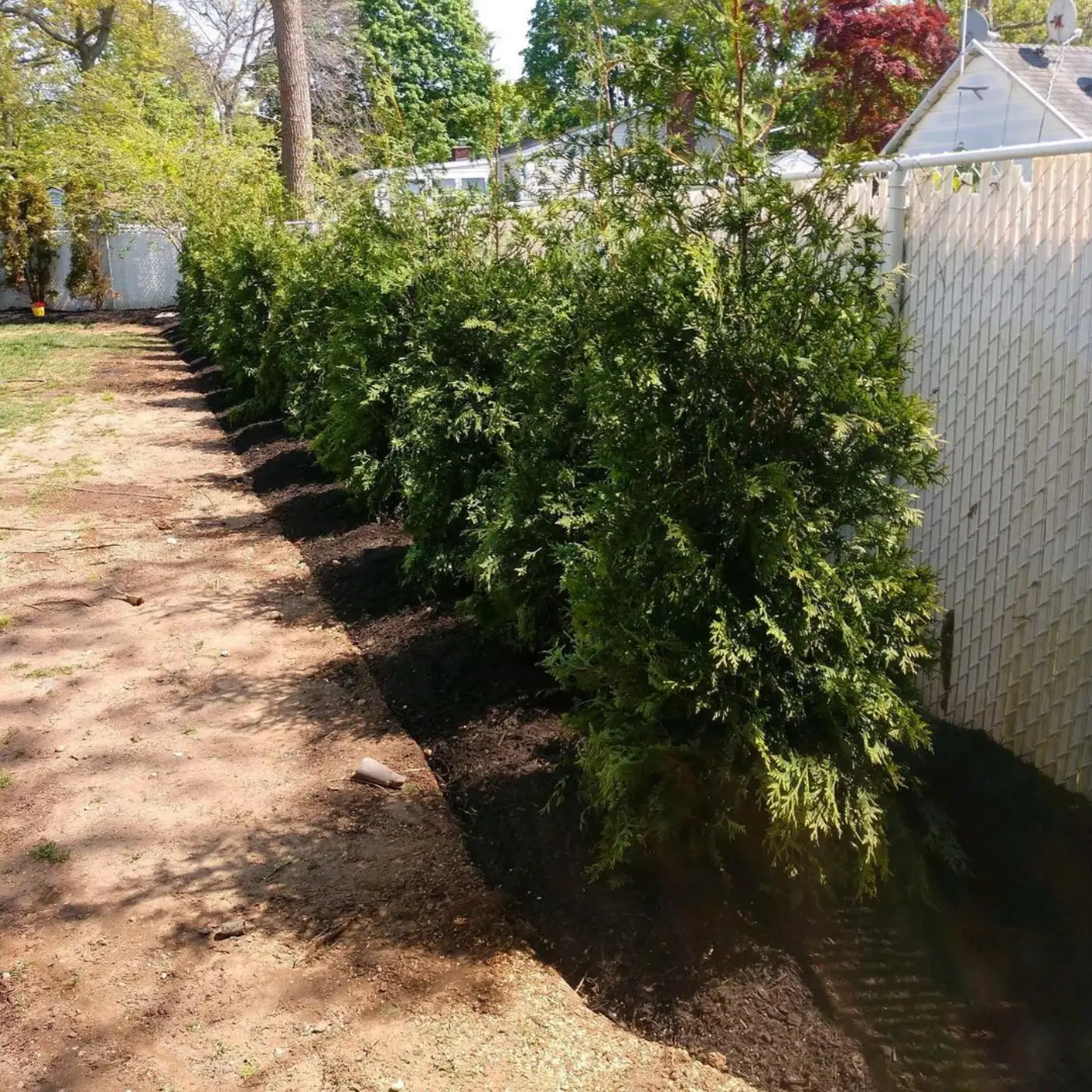 Established arborvitae hedge in a mulched bed along a fence line